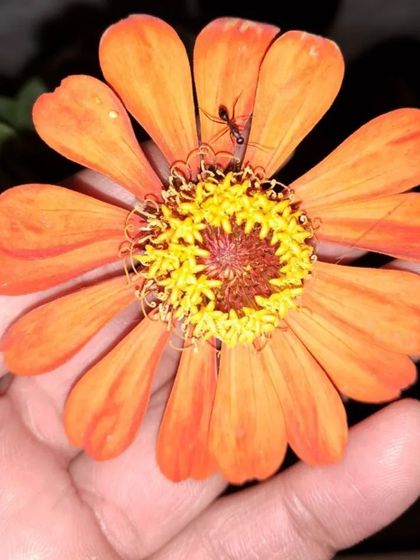 Bhardwaj - Urban Gardening Consultation A Riot of Colorful Flowers photo 188