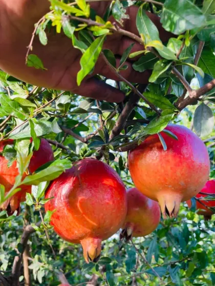 A close-up of the beautiful pomegranates growing on the tree.