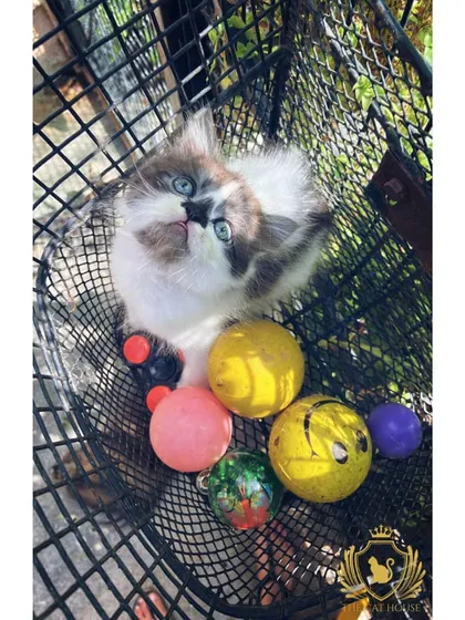 This little one found the toy basket. Our facility is stocked with a variety of cat-safe toys to keep your pet mentally stimulated and entertained throughout the day.