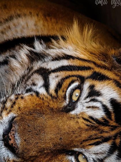 Ranthambore: Land of Legendary Tigers photo 37