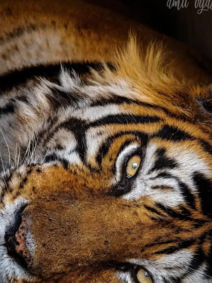 An artistic, intimate portrait of the mighty Kumbha. This upside-down perspective is unconventional but creates a unique and memorable image.