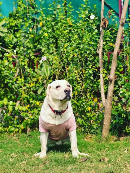 A majestic Labrador sitting calmly, enjoying the peaceful atmosphere of our resort.