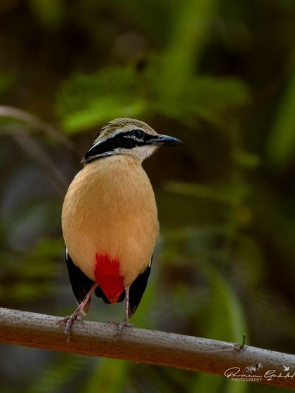 A back view of the Indian Pitta, showing its red vent and buff-coloured body.
