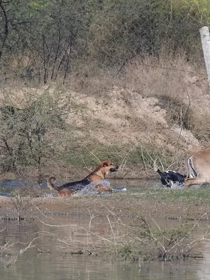 On a wintry day near Jaipur, I witnessed this grim chase. A pack of feral dogs had cornered a Nilgai, India’s largest antelope. This is a difficult but necessary story to tell, highlighting the rising threat that free-ranging dogs pose to our native wildlife, a conflict often overlooked.