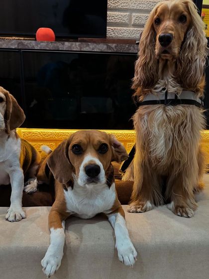 A rare moment of calm. All three dogs looking at the camera at the same time!