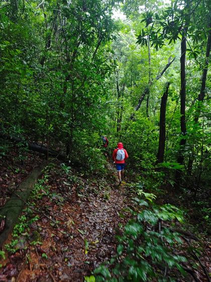 A trekker making their way through the dense, green forest of the Sharavathi Valley. This is what true immersion in nature feels like.