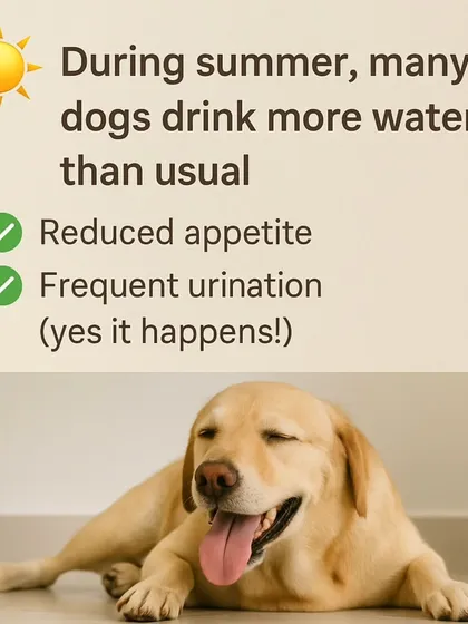 In the summer, many dogs drink more water, which leads to a reduced appetite and more frequent urination. Don't panic; this is a normal seasonal adjustment.