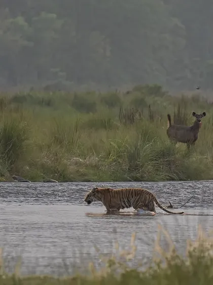 Prey and predator in one frame at Dhikala. A tiger crosses the Ramganga river while a sambar deer watches from the bank. This is pure storytelling, capturing the constant tension of the wild.