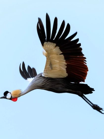 A Grey Crowned Crane in elegant flight, with its neck and legs fully extended. This posture is characteristic of cranes and allows for efficient long-distance travel.