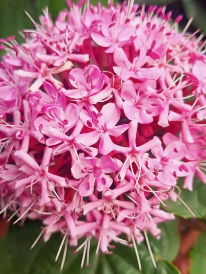 The Clerodendrum bungei, or Mexican Hydrangea, forms a large, globe-like cluster of fragrant pink flowers. This shrub is a magnet for butterflies and adds a dramatic touch to the garden.