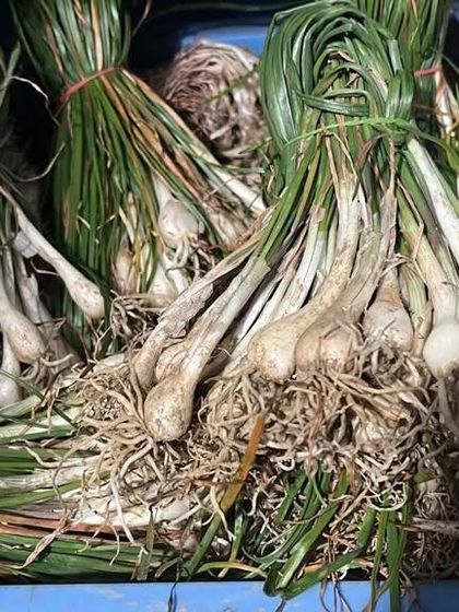 Bundles of a local variety of spring onion or scallion, with the bulbs and roots attached. These have a strong, aromatic flavor.