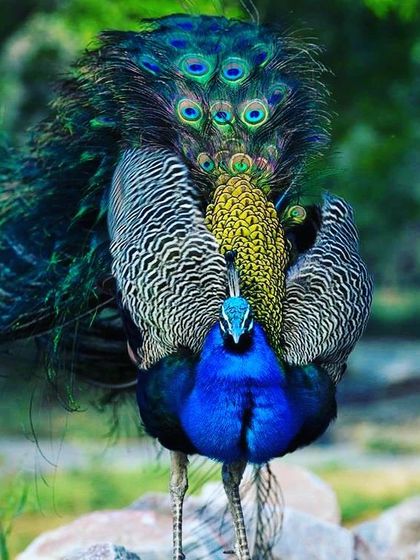 On Buddha Purnima, I am reminded of the peacock's connection to Buddhism. The peacock's form represents our universe: the blue is water, the gold is energy, and the eye feathers are the solar system. This image is my tribute to the day of enlightenment.