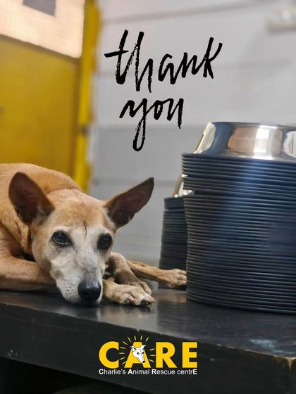 Charlie's Animal Rescue Centre - Community Outreach & Education Support Our Mission: How You Can Help photo 10