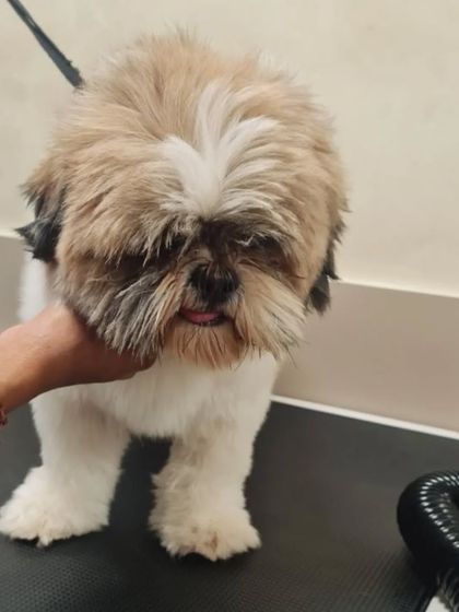 A Shih Tzu on the grooming table before its haircut. We always assess the coat's condition to determine the best approach.