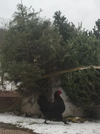 Even our collected Christmas trees get a curious inspection from the flock before being chipped and added to the compost as a carbon source. Nothing goes to waste here.