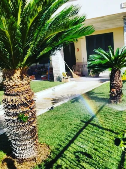 A healthy, green lawn is the heart of a beautiful garden. We provide expert natural grass maintenance, including proper watering and care, to ensure your lawn stays lush and vibrant throughout the year.