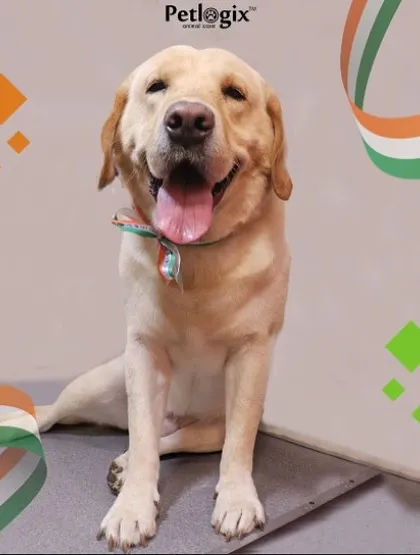 This happy Labrador is another one of our furry heroes celebrating Independence Day in style after their grooming.