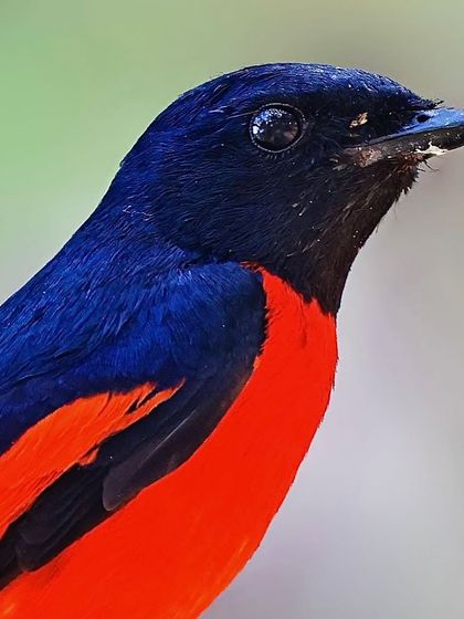 A close-up of a male Scarlet Minivet. The shot focuses on the glossy, iridescent quality of its black head and back, contrasting with the vibrant red of its underparts.