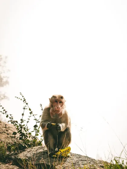 Even the local wildlife enjoys the view. A monkey sits on a rock at Skandagiri, taking in the misty morning.