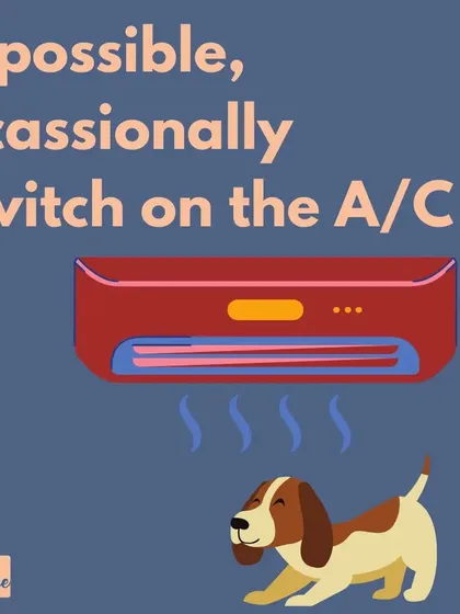 If you have air conditioning, letting your dog spend time in a cool room during the hottest part of the day can make a huge difference to their comfort.