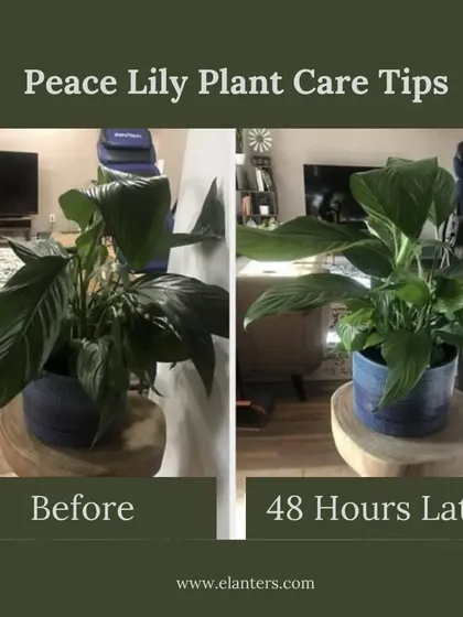 Don't worry about a sad-looking plant. This is a Peace Lily that was drooping, and with my simple care advice on watering, it perked right back up in 48 hours. I provide the support you need to help your plants thrive.