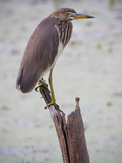 An Indian Pond Heron perched on a branch. This is one of the most common herons in India, a familiar and elegant sight in almost any wetland or lake.