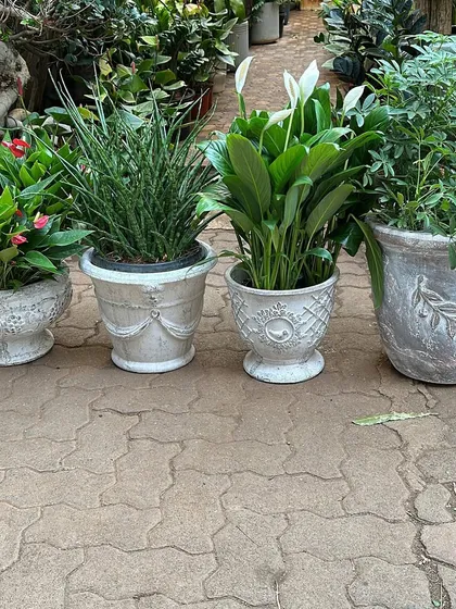 This is my new distressed finish planter collection. These pots have a vintage, weathered look with classic details like garlands and leaf motifs, perfect for a traditional or cottage-style garden.