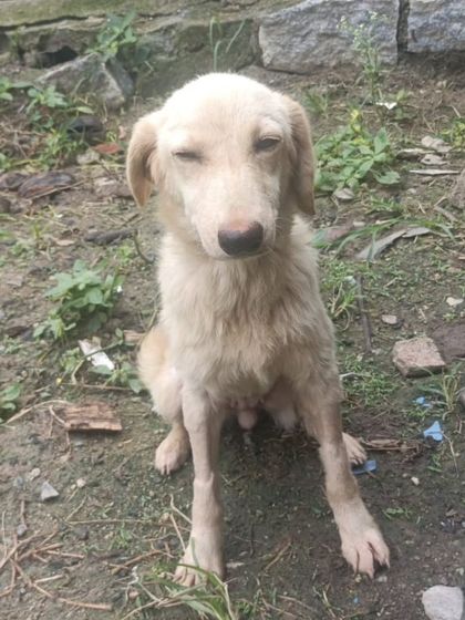 This 6 month old Golden & Lab cross is looking for her forever home in Bangalore. She has been spayed and vaccinated and is ready to be a part of a loving family.