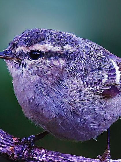 A macro shot of a small Hume's Warbler. The image reveals the delicate, fluffy texture of its purplish-grey feathers and its tiny, sharp beak.