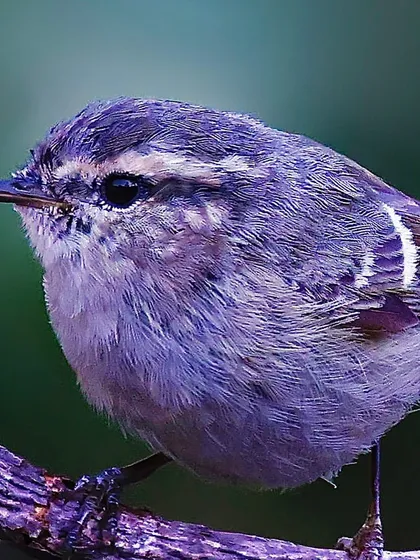 A macro shot of a small Hume's Warbler. The image reveals the delicate, fluffy texture of its purplish-grey feathers and its tiny, sharp beak.