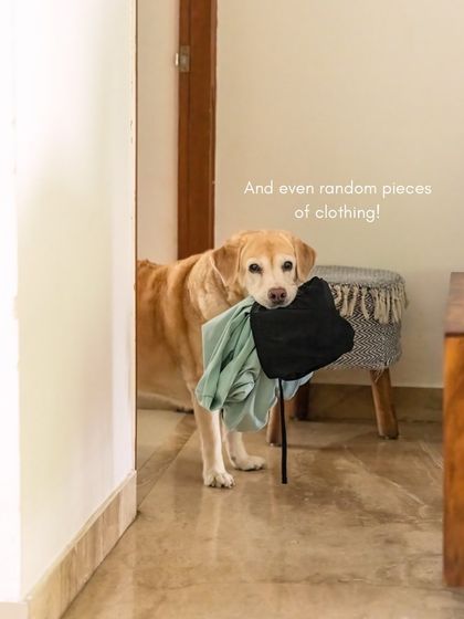 Mhysa continues her gift-giving, this time with a piece of clothing. Capturing these unique personality traits is a joy.