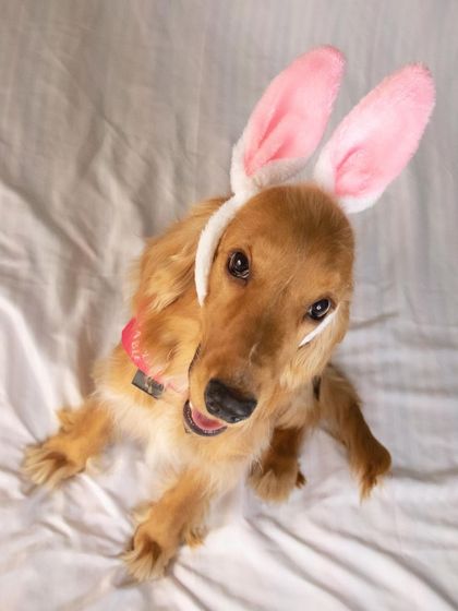 Posto as the cutest Easter bunny, posing with his pink ears.