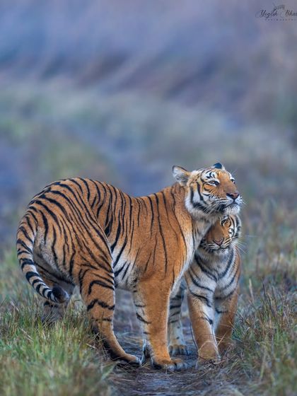 When a mother and baby tiger are together, I focus on the mother and wait for the interaction. The moment the baby nuzzles or touches her is when you press the shutter.