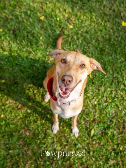 Pawparazzi By Prathima - Pet Milestone Photography Adopted & Rescued Stories photo 17