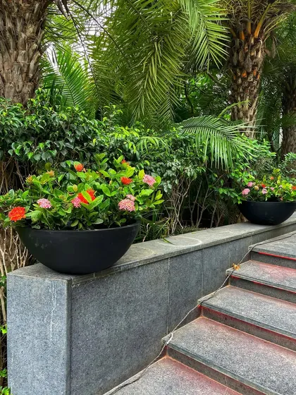 For the exterior shots, I used these beautiful flowering Ixora plants in simple black bowls to add a pop of color against the stone steps and surrounding green foliage.