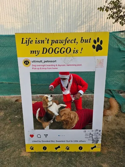 Santa Paws making his rounds and checking his list. These good boys were definitely getting extra treats for Christmas.