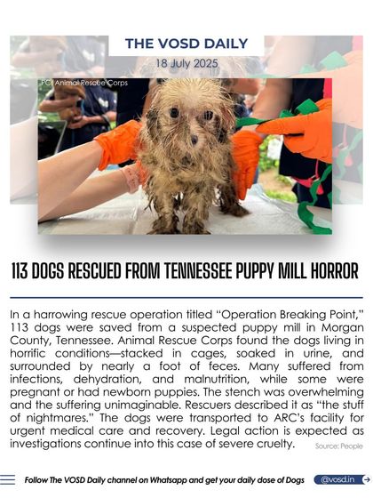 In a harrowing rescue, 113 dogs were saved from a suspected puppy mill in Tennessee. They were found in horrific conditions, stacked in cages and soaked in urine, highlighting the unimaginable cruelty of the breeding industry.