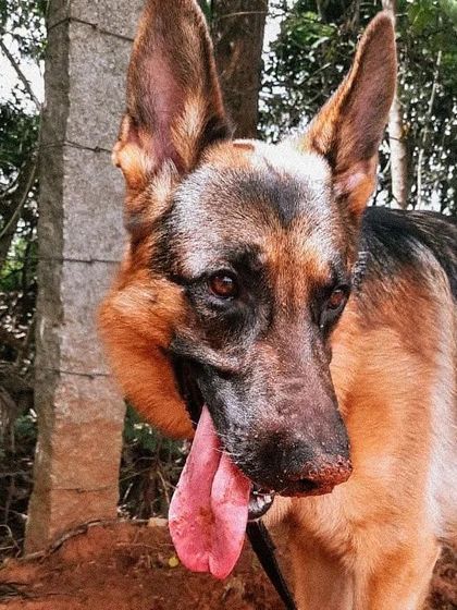 A muddy dog is a happy dog. For reactive or anxious dogs, activities like sniffing, digging, and exploring in nature are essential for their mental health. It's like therapy, allowing them to decompress and release stress.