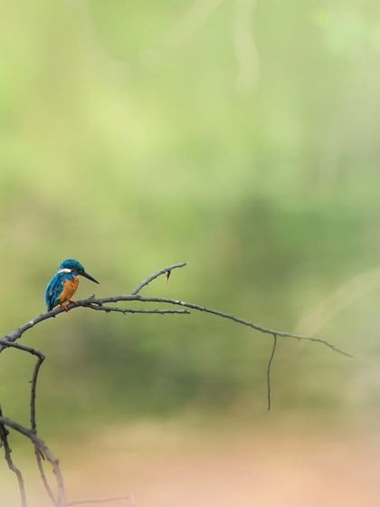 A Common Kingfisher sits on a bare branch, creating a minimalist composition. The soft, dreamy foreground and background frames the bird, making its blue and orange colors pop.