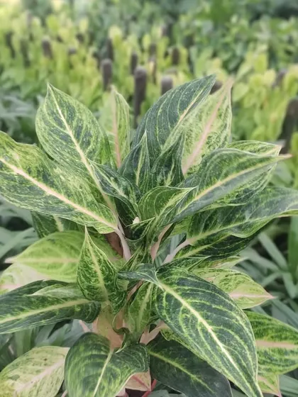 A close-up of a beautiful Aglaonema variety with intricate patterns on its leaves. These plants are a great way to add texture and interest to your indoor garden.