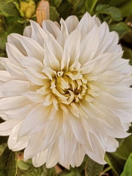 A repeat of the stunning white Dahlia, a true showstopper.