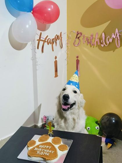 Rome the Golden Retriever looking regal in his party hat next to his Pawsome Cake. We love the festive setup with balloons and toys.