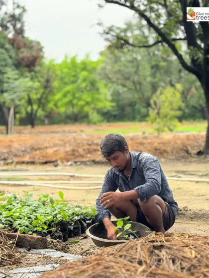At our Uldeypur nursery, a team member carefully prepares a sapling for potting. This early stage of nurturing is critical for developing strong plants that will survive when transplanted to the main site.