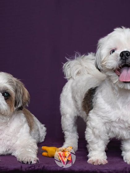 Two adorable Shih Tzus posing against a rich purple backdrop. Studio sessions allow for vibrant, colorful portraits.