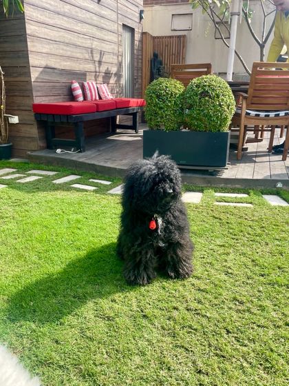 Whispering Gardens - Landscape & Garden Design Urban Oases: Rooftop & Terrace Gardens photo 51