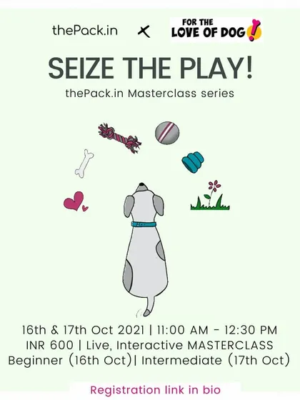 Is your dog bored even after walks? My "Seize the Play!" masterclass, created with a fellow expert, teaches you how to make engaging puzzle toys from household scraps to keep your dog mentally stimulated.