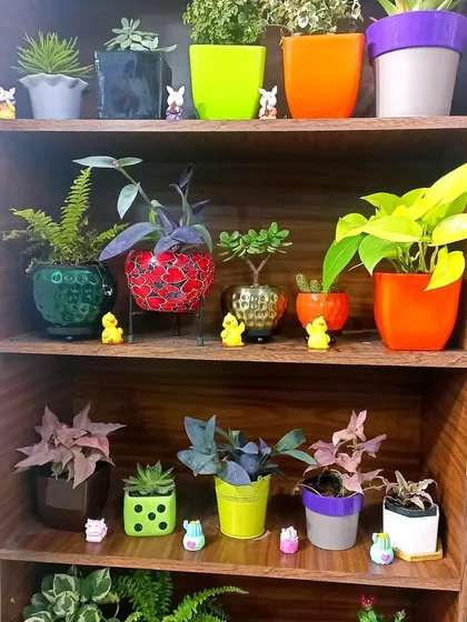 A wooden shelf displaying a curated collection of small indoor plants in decorative pots. These make great gifts or additions to your home decor.