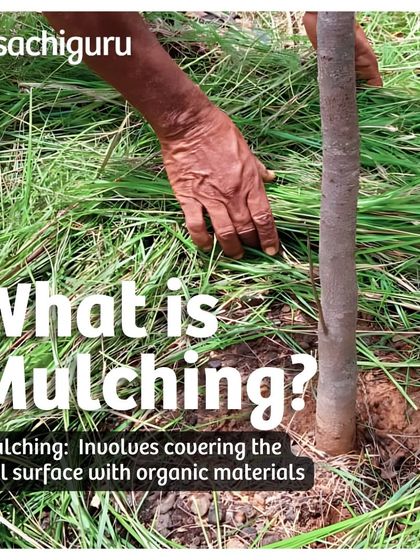 A close-up of mulching in practice. We use chopped biomass from our own plantations, creating a protective layer that mimics a natural forest floor and enriches the soil as it decomposes.