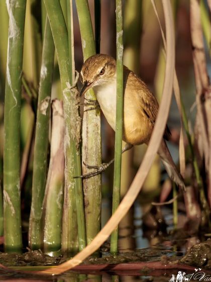 The Clamorous Reed Warbler, a large warbler forages for insects amongst the reeds. Its loud, clattering song gives it its name.