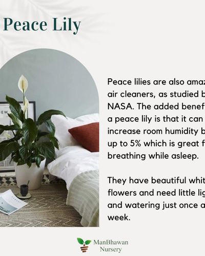 Plant & Gardening Supply Sales